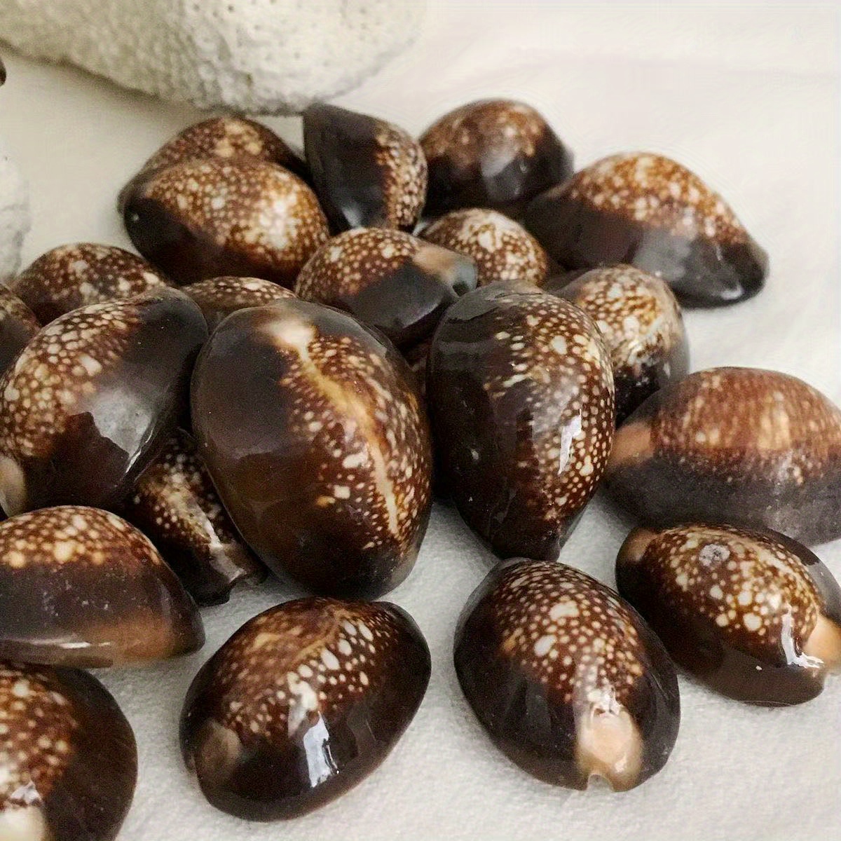 10Pcs Natural Brown Cowrie She - Resin Art Beach review and price