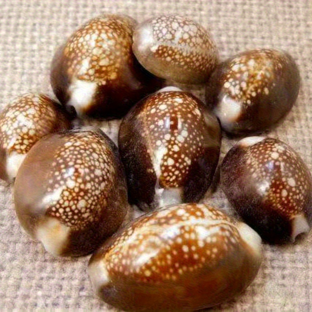 10Pcs Natural Brown Cowrie She - Resin Art Beach review and price